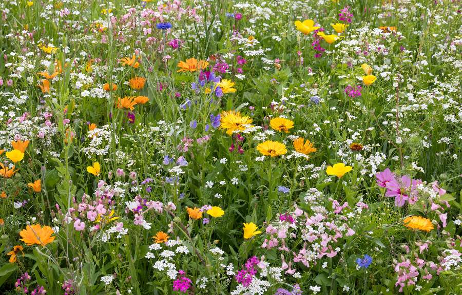 Schöne farbige Blumenwiese